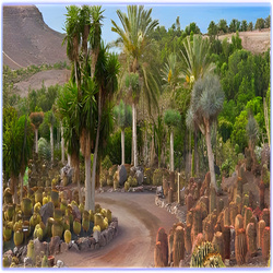 pajara-oasis_park2.jpg
